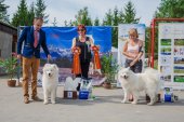 Samoyed days-sobotní výstava