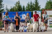 Samoyed days-sobotní výstava