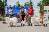 Samoyed days-sobotní výstava