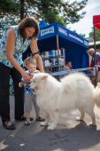 Samoyed days-sobotní výstava
