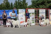 Samoyed days-sobotní výstava