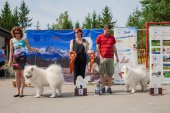 Samoyed days-sobotní výstava