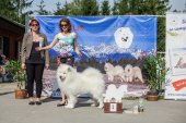 Samoyed days-sobotní výstava