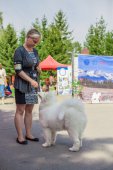 Samoyed days-sobotní výstava