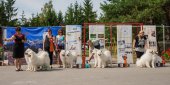 Samoyed days-sobotní výstava