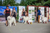 Samoyed days-sobotní výstava