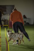 intenzivka agility s Monikou Koutnou