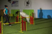intenzivka agility s Monikou Koutnou