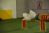 intenzivka agility s Monikou Koutnou