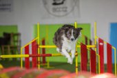 intenzivka agility s Monikou Koutnou