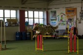 intenzivka agility s Monikou Koutnou