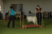 intenzivka agility s Monikou Koutnou