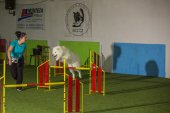intenzivka agility s Monikou Koutnou
