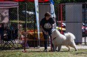 Samojedí miniolympiáda
