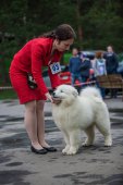9. Klubová výstava Samojed klubu Slovensko
