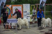 9. Klubová výstava Samojed klubu Slovensko