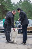 9. Klubová výstava Samojed klubu Slovensko