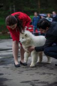 9. Klubová výstava Samojed klubu Slovensko