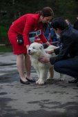 9. Klubová výstava Samojed klubu Slovensko