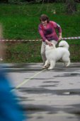 9. Klubová výstava Samojed klubu Slovensko