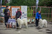 9. Klubová výstava Samojed klubu Slovensko