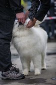 9. Klubová výstava Samojed klubu Slovensko