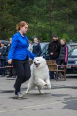 9. Klubová výstava Samojed klubu Slovensko