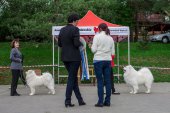 9. Klubová výstava Samojed klubu Slovensko