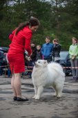 9. Klubová výstava Samojed klubu Slovensko