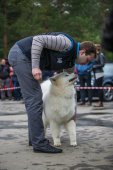 9. Klubová výstava Samojed klubu Slovensko