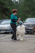9. Klubová výstava Samojed klubu Slovensko