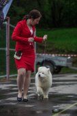 9. Klubová výstava Samojed klubu Slovensko