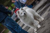 9. Klubová výstava Samojed klubu Slovensko