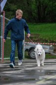 9. Klubová výstava Samojed klubu Slovensko