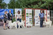Samoyed days-páteční výstava