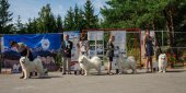 Samoyed days-páteční výstava