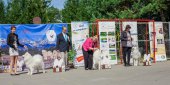 Samoyed days-páteční výstava