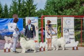 Samoyed days-páteční výstava