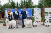 Samoyed days-páteční výstava