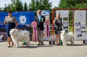 Samoyed days-páteční výstava