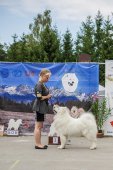 Samoyed days-páteční výstava
