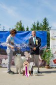 Samoyed days-páteční výstava