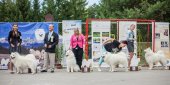 Samoyed days-páteční výstava