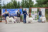 Samoyed days-páteční výstava