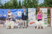 Samoyed days-páteční výstava