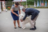 Samoyed days-páteční výstava