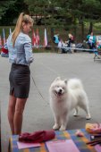 Samoyed days-páteční výstava