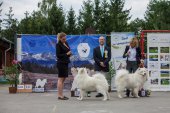 Samoyed days-páteční výstava