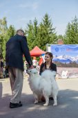 Samoyed days-páteční výstava