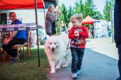 Samoyed days-páteční výstava